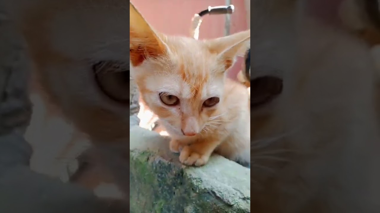 Brownie | Orange Brown Cat | Cat funny videos | kode nani #shorts