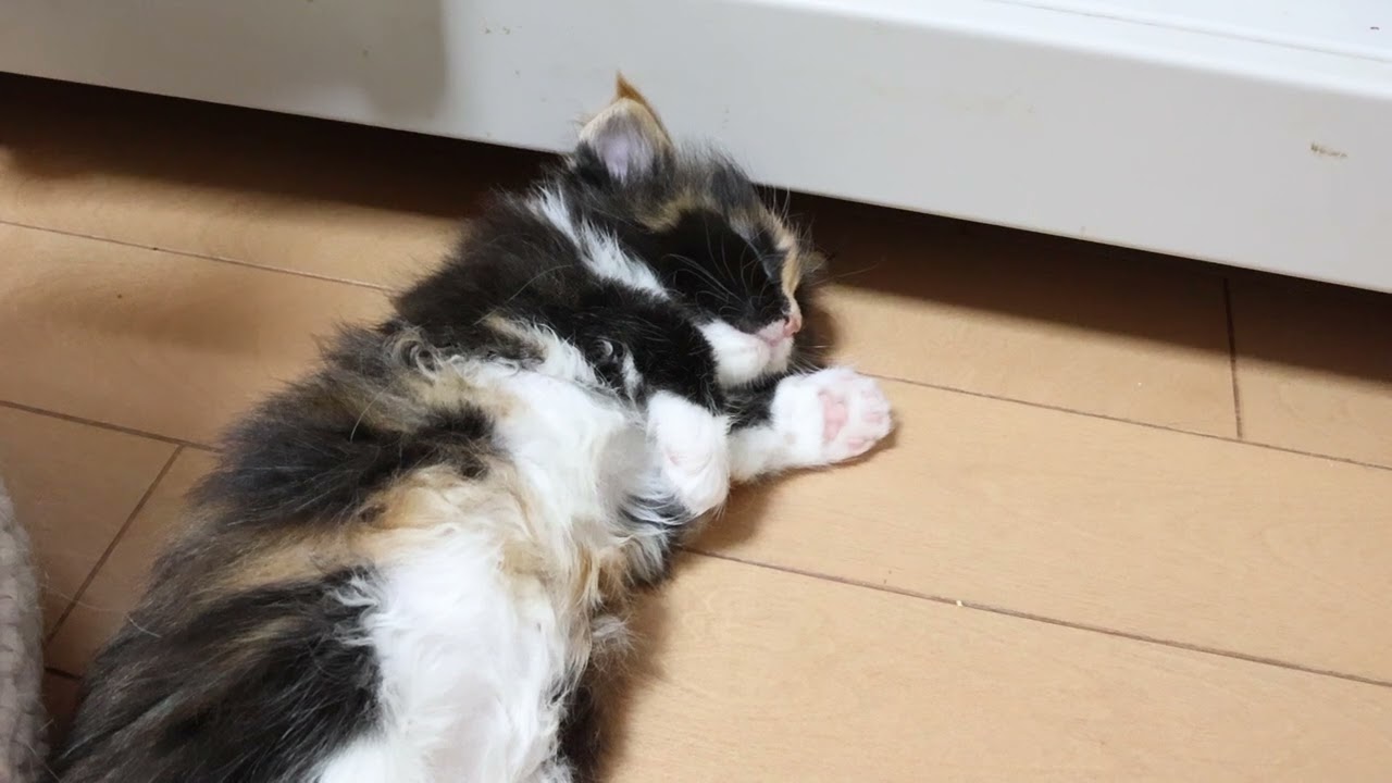 生後1ヶ月のメインクーン子猫たかしなちゃん