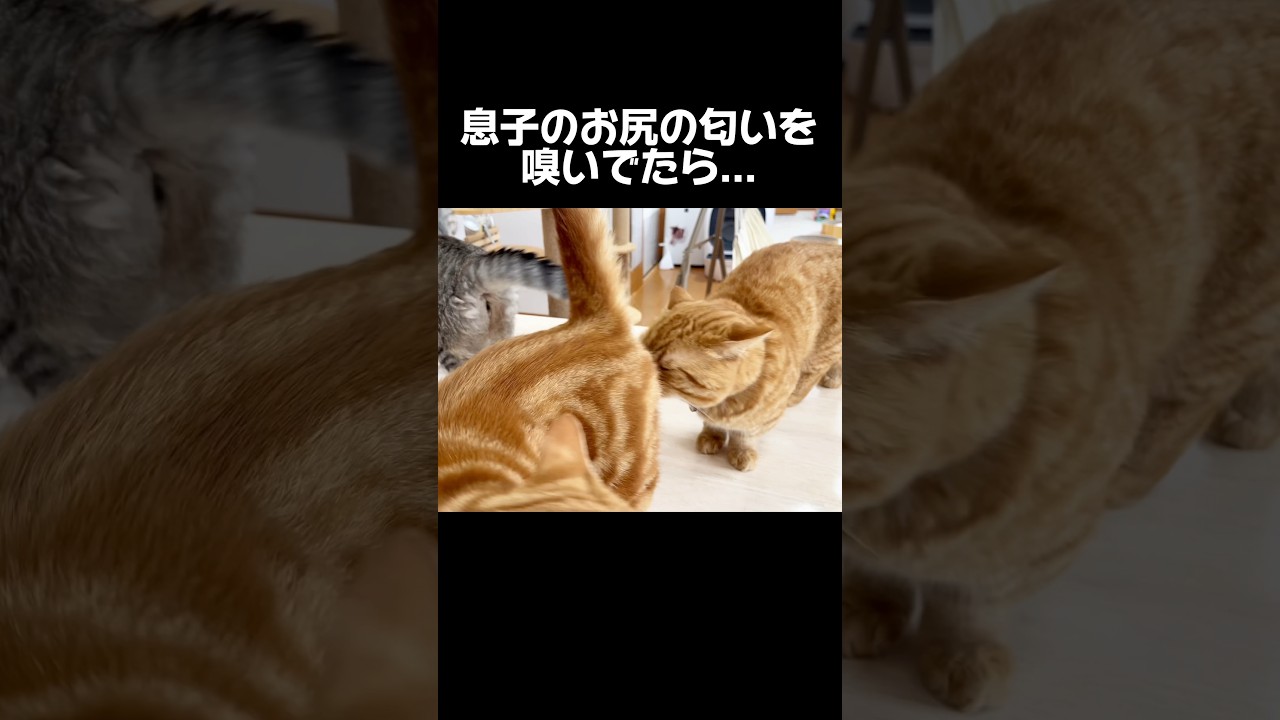 息子のお尻の匂いを嗅いでたら... #猫 #マンチカン #shorts