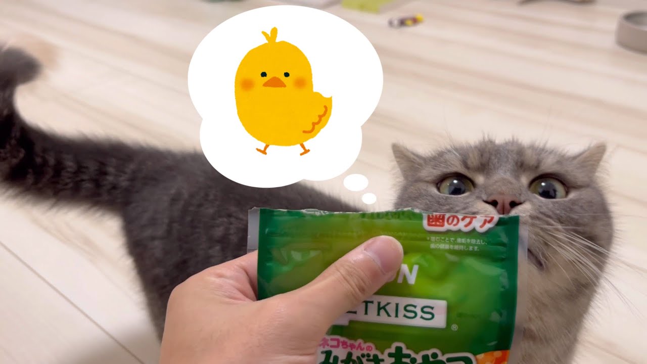 子猫のデンタルケアのために歯磨きおやつを買ってきた結果