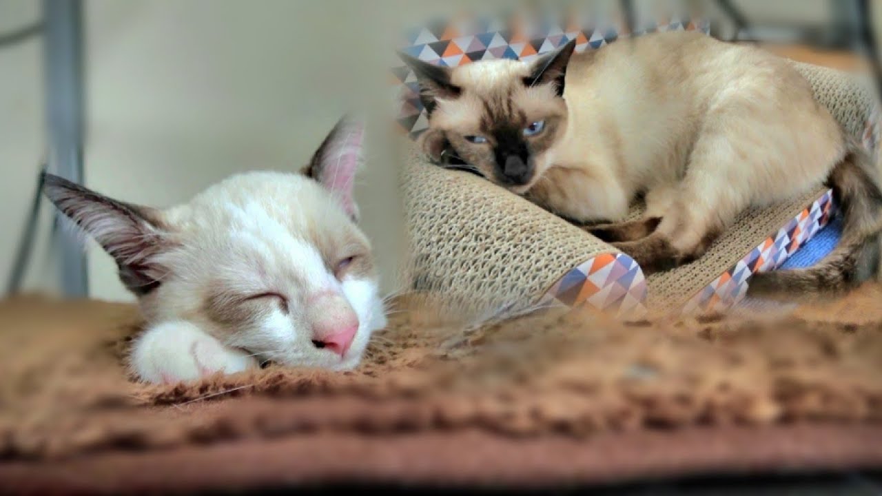 大爆睡する新入子猫と睡魔に襲われる先住シャム猫😀