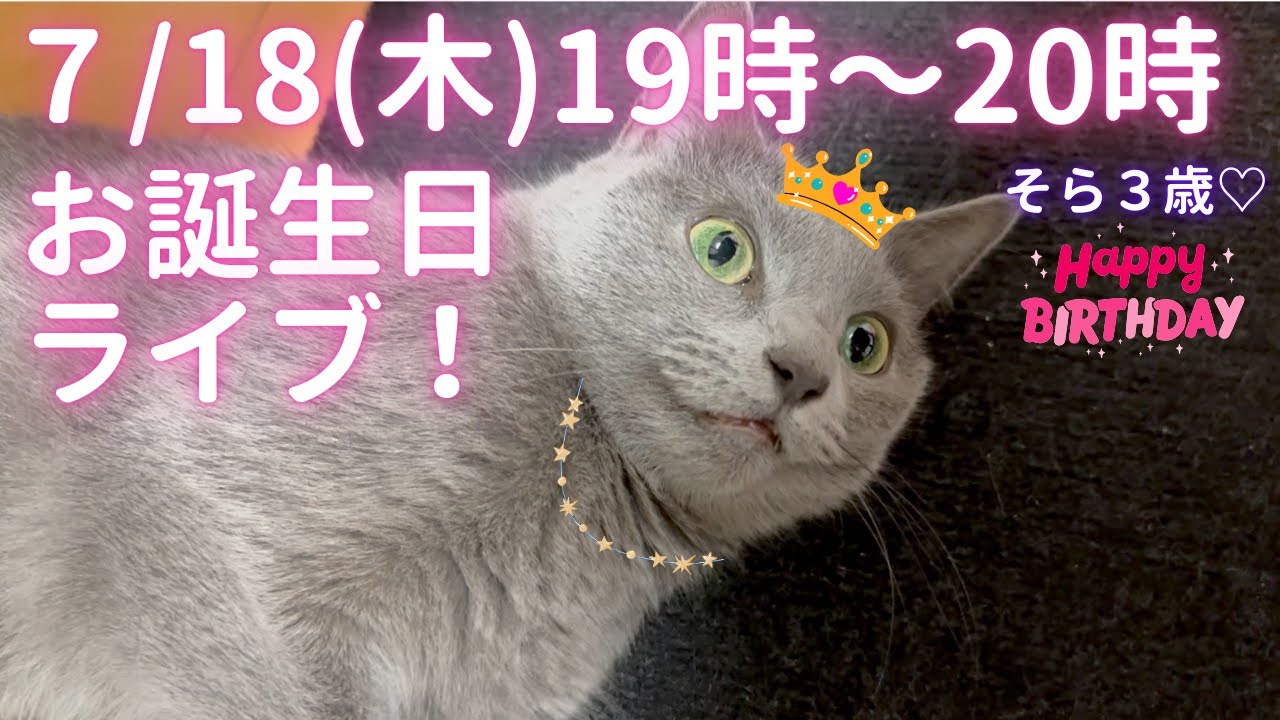 【猫ロシアンブルー】バースデーライブ🎂そらちゃん3歳お誕生日おめでとう配信‼️