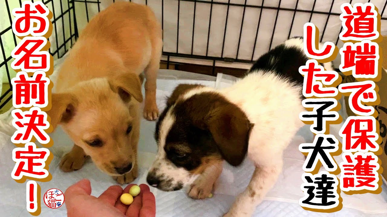 【子犬　子猫　保護　お名前決定！】道端で保護した子犬お名前決定＆2次ﾚｽｷｭｰしたホープ君、無になる