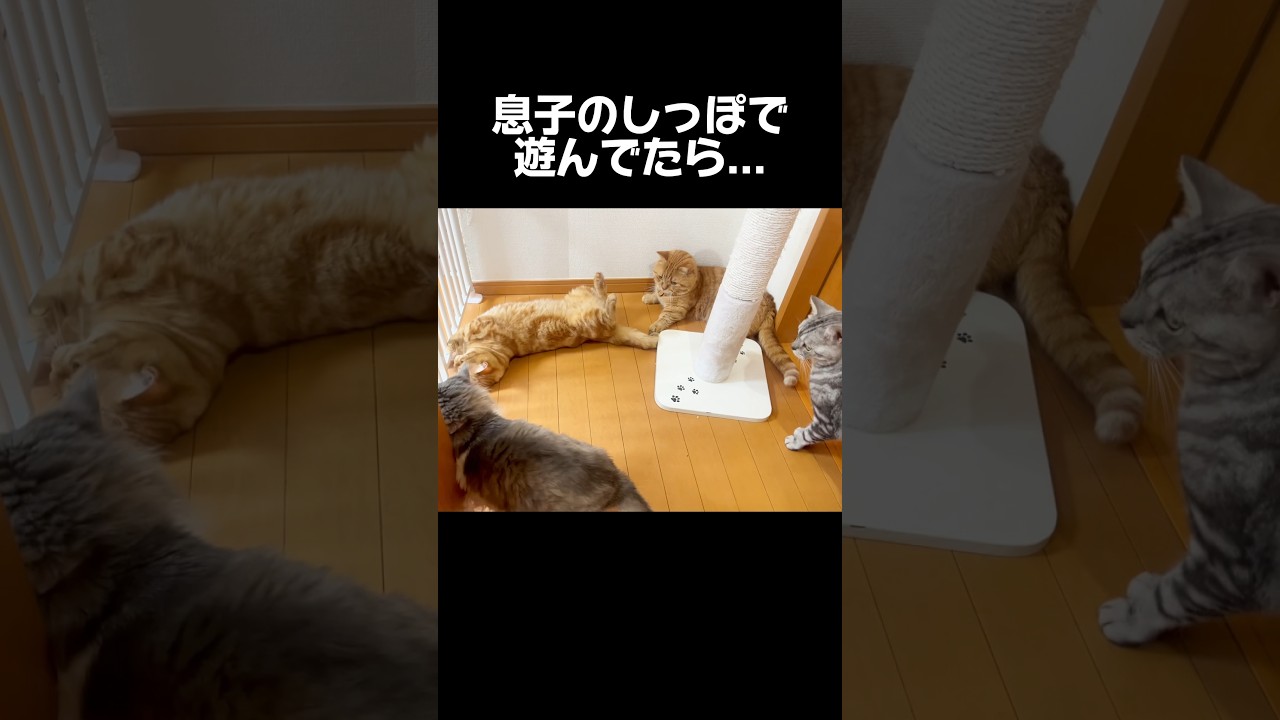 息子のしっぽで遊んでたらまさかの... #猫 #マンチカン #shorts