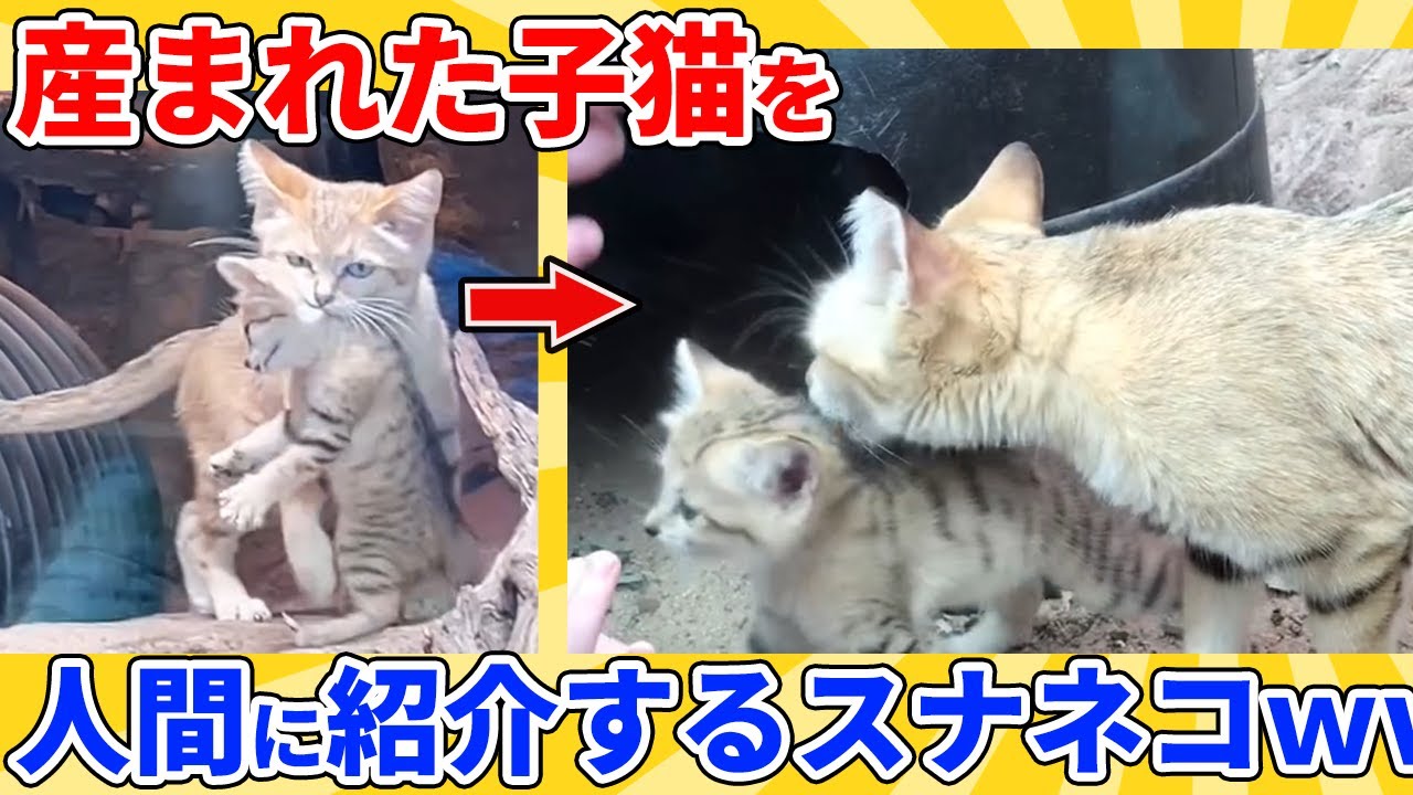【2ch動物スレ】産まれた子猫を人間に自慢するスナネコ母が可愛すぎるｗｗｗｗｗ