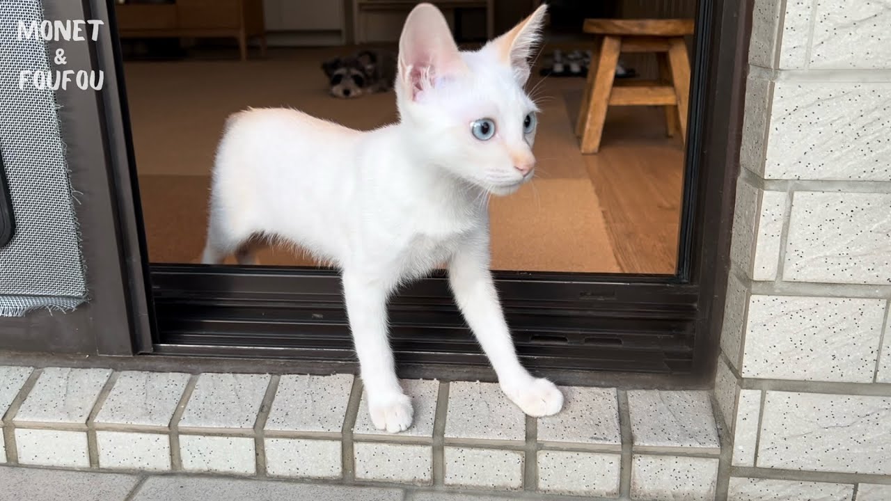 4ヶ月の子猫をベランダに出してみたら可愛すぎた