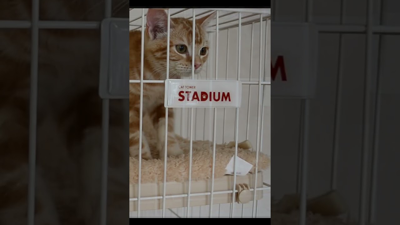 フミフミ生後4ヶ月 #アメリカンカール