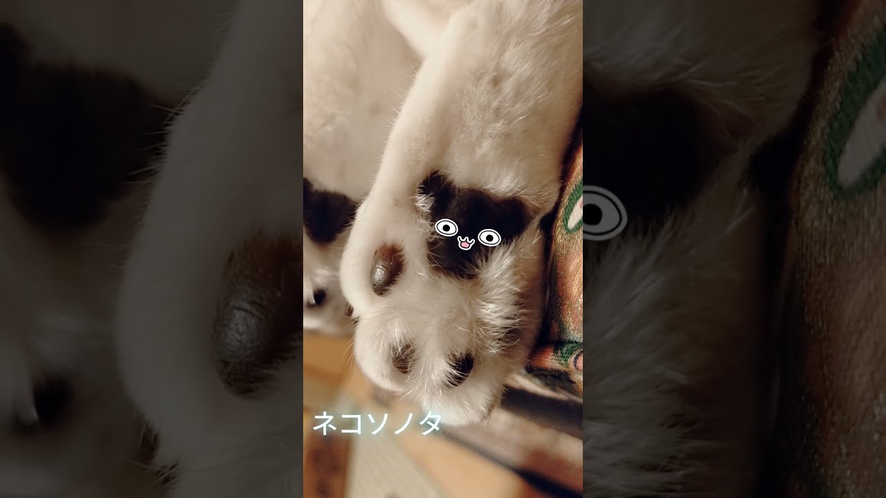 われら天３兄弟😼😾😺 #shorts #シャム猫 #シャム猫ミックス