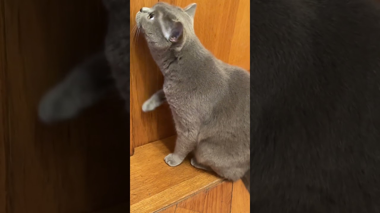 CAT AND CLOSED DOOR. #meow #cats
