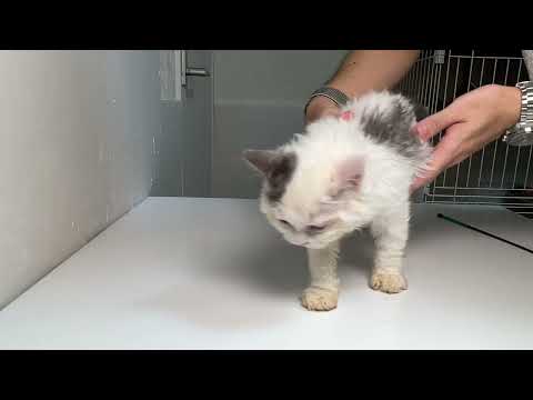 セルカークレックス（2022/6/19）