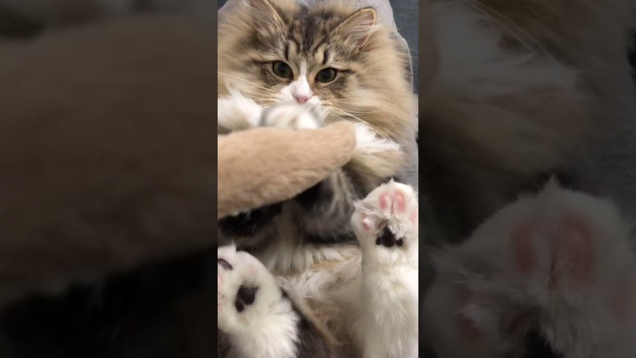 もふ猫と過ごす夜はこんな感じです【サイベリアン】Spend the night with a fluffy cat.