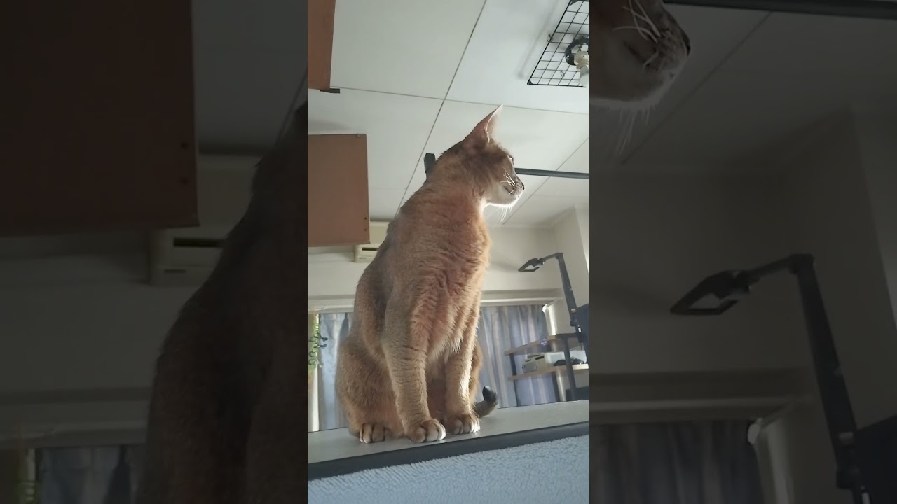 ネコ動画あび＃1368　#shorts　あびの毎日　アビシニアン　あび