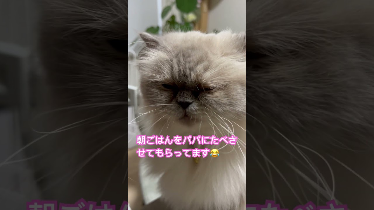 甘やかされてるヒマラヤンのマーベル🐈 #shorts #猫のいる暮らし #ヒマラヤン #cat #マーベル