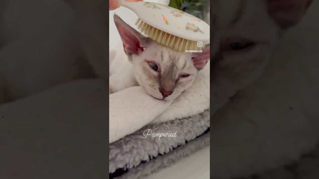 Devon Rex Cat - he really enjoys soft brush🧡柔らかいブラシがお気に入り😺