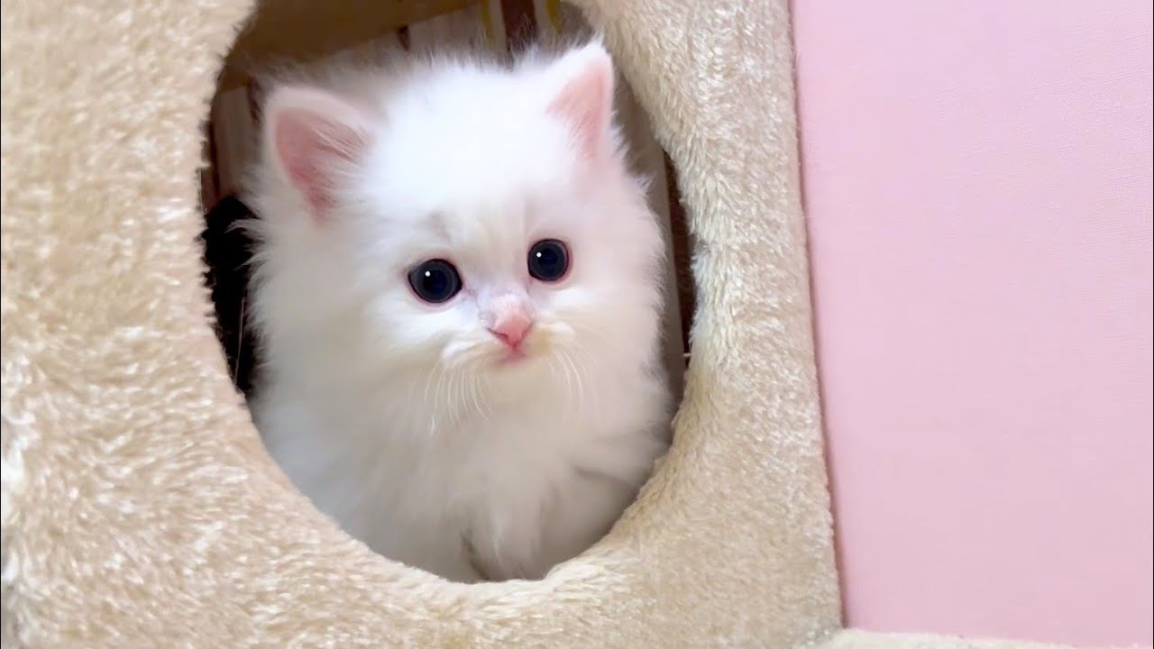 【マンチカンの子猫】子猫達をキャットタワーに詰めこんでみた件 ～猫のいる生活Vol.990～出産動画 マンチカン短足・ミヌエット・ペルシャ猫専門ブリーダー『ペット蔵人』【子猫の成長記録】