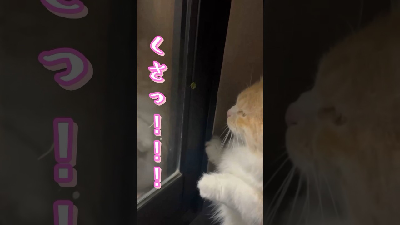 【キンカロー】くさっっ！！！【マンチカール】