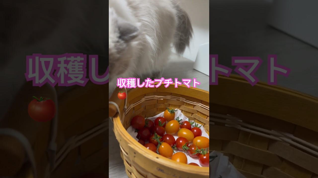 収穫したプチトマトをｸﾝｸﾝするヒマラヤンのマーベル🐈🐾 #shorts #猫のいる暮らし #ヒマラヤン #cat
