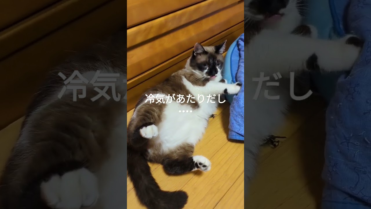 飼い猫「そらくん」暑さに苦悶❗からの～余裕だわ#shortsyoutube #スノーシュー