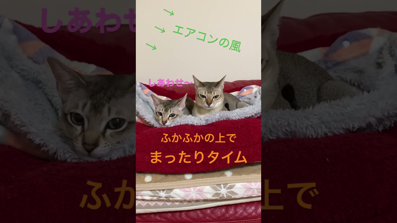 まったりタイム #シンガプーラ