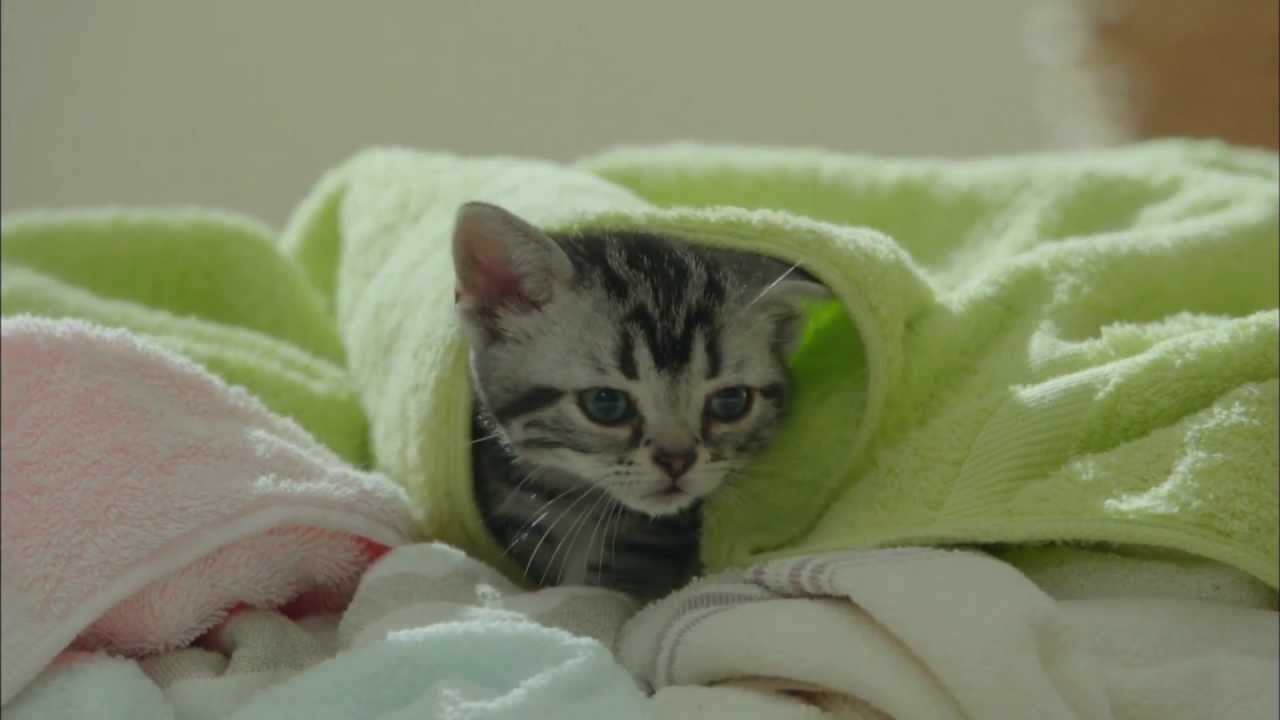 猫CM Kalkan ねこまっしぐら子猫用