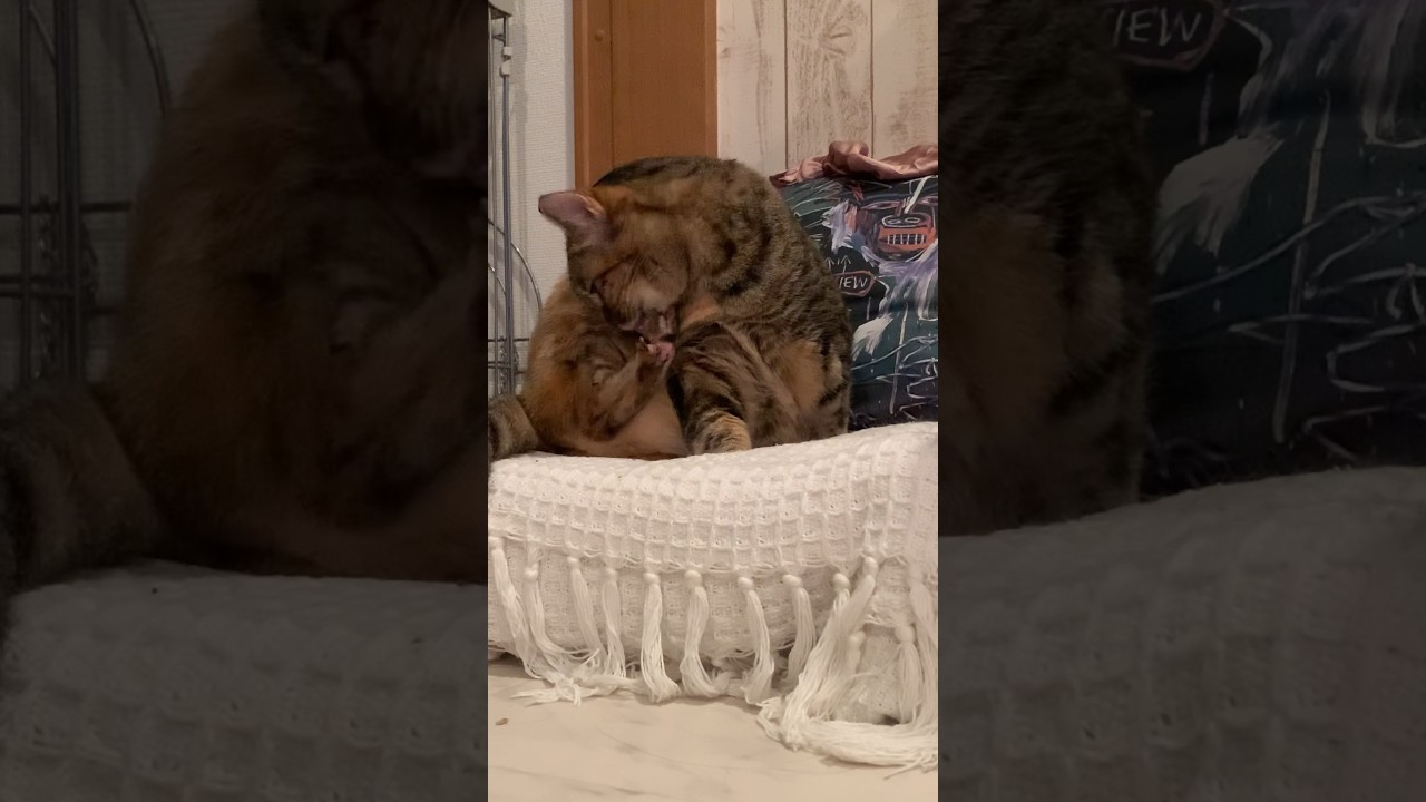 ゆったりタイム！！ #猫 #保護猫 #ヒマラヤン #shorts