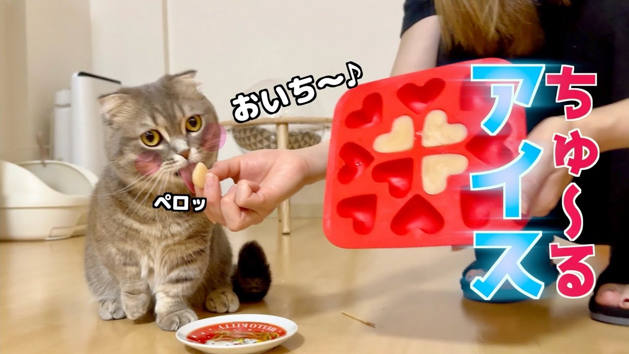 アイス食べるのが下手すぎる甘えん坊猫がこちらです笑 [マンチカン]