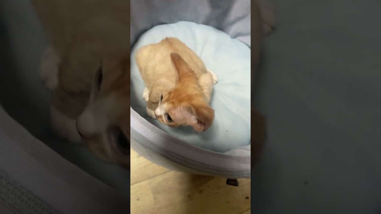 めちゃくちゃ可愛いデボンレックス