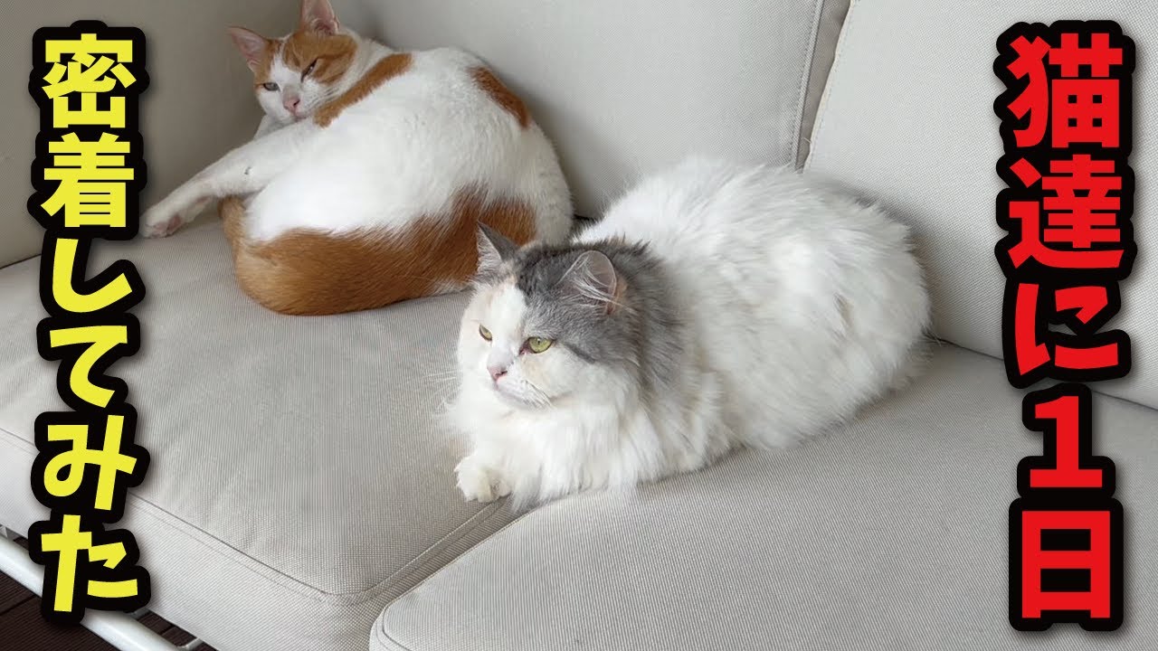 本当になんでもない猫の一日に密着してみた結果…【猫のルーティン】【関西弁でしゃべる猫】【猫アテレコ】