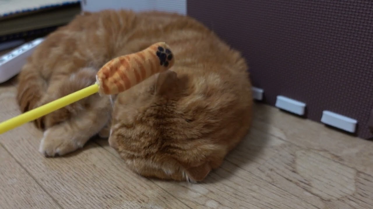 くつろぐ社長 Relaxing president #猫 #スコティッシュフォールド #猫動画 #cat #scottishfold #catvideos