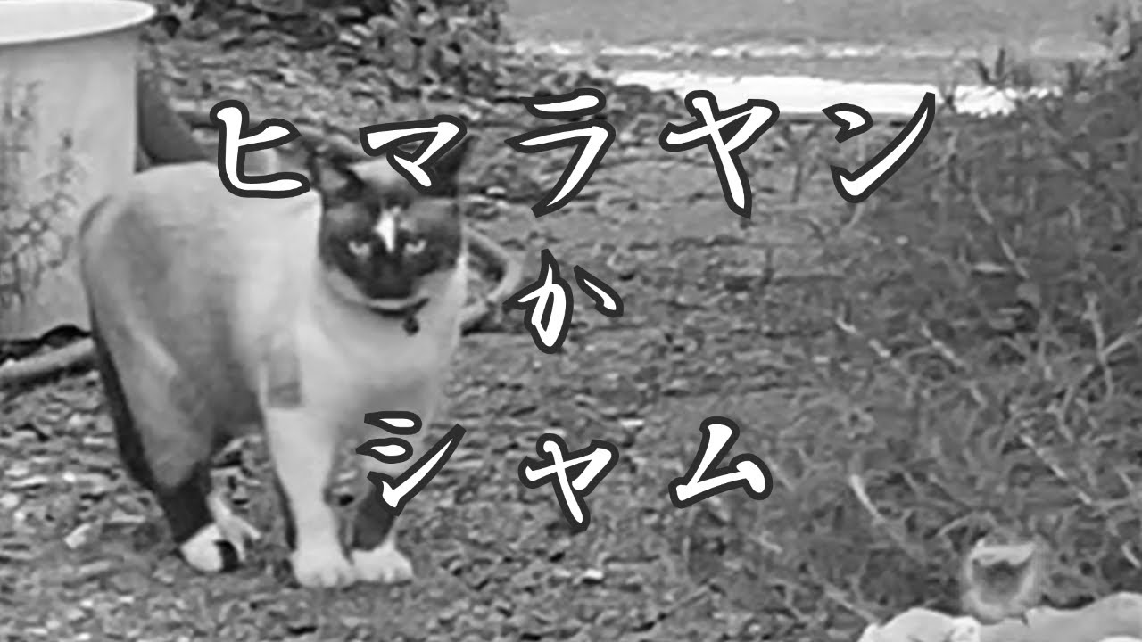猫の来客 太ったシャムネコ ヒマラヤン かも？