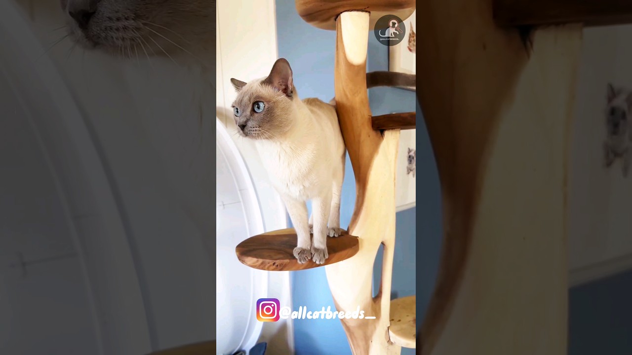 Tonkinese #cat #catlovers #catshorts #shortsfeed #catbreeds #cute #blueeyecats #tonkinese