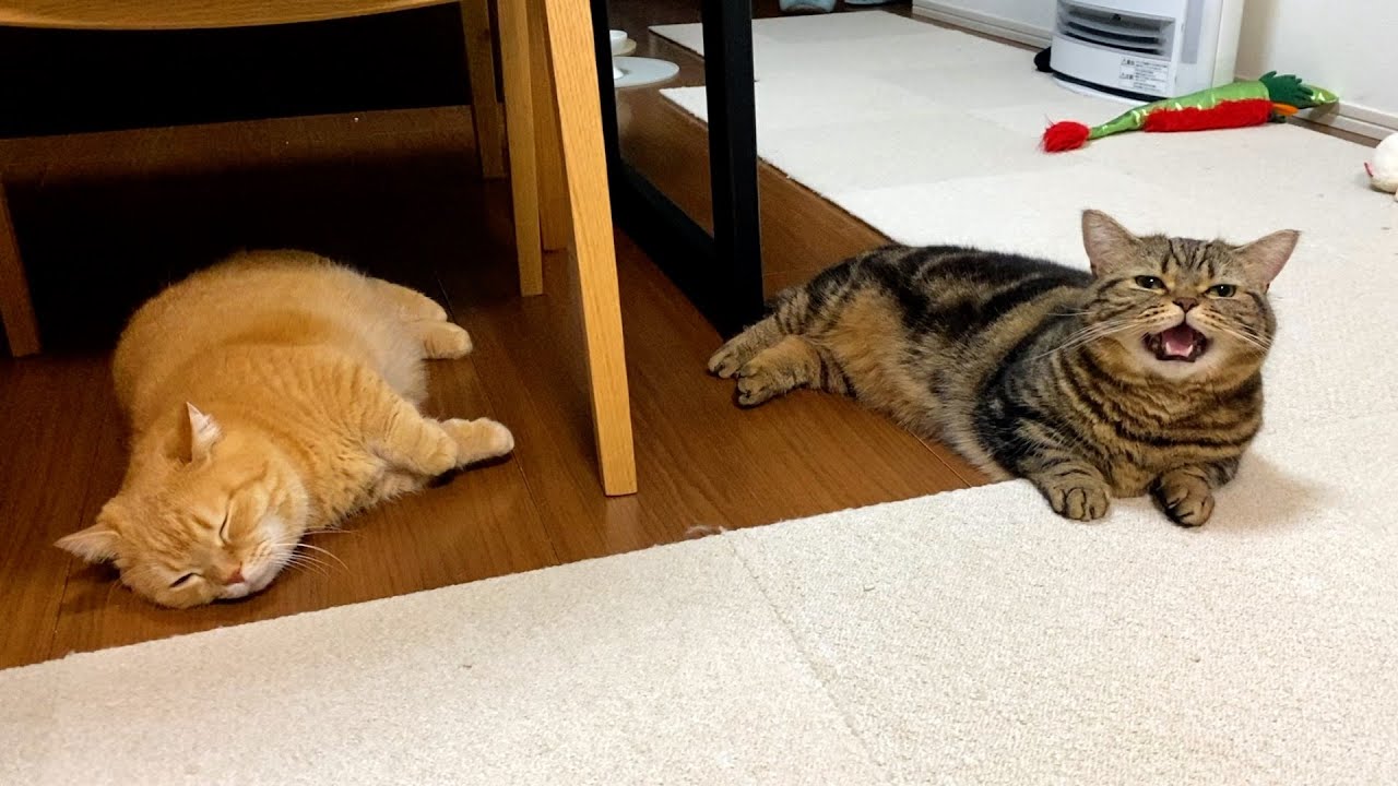 飼い主と一緒に寝たくて待ってる猫たち
