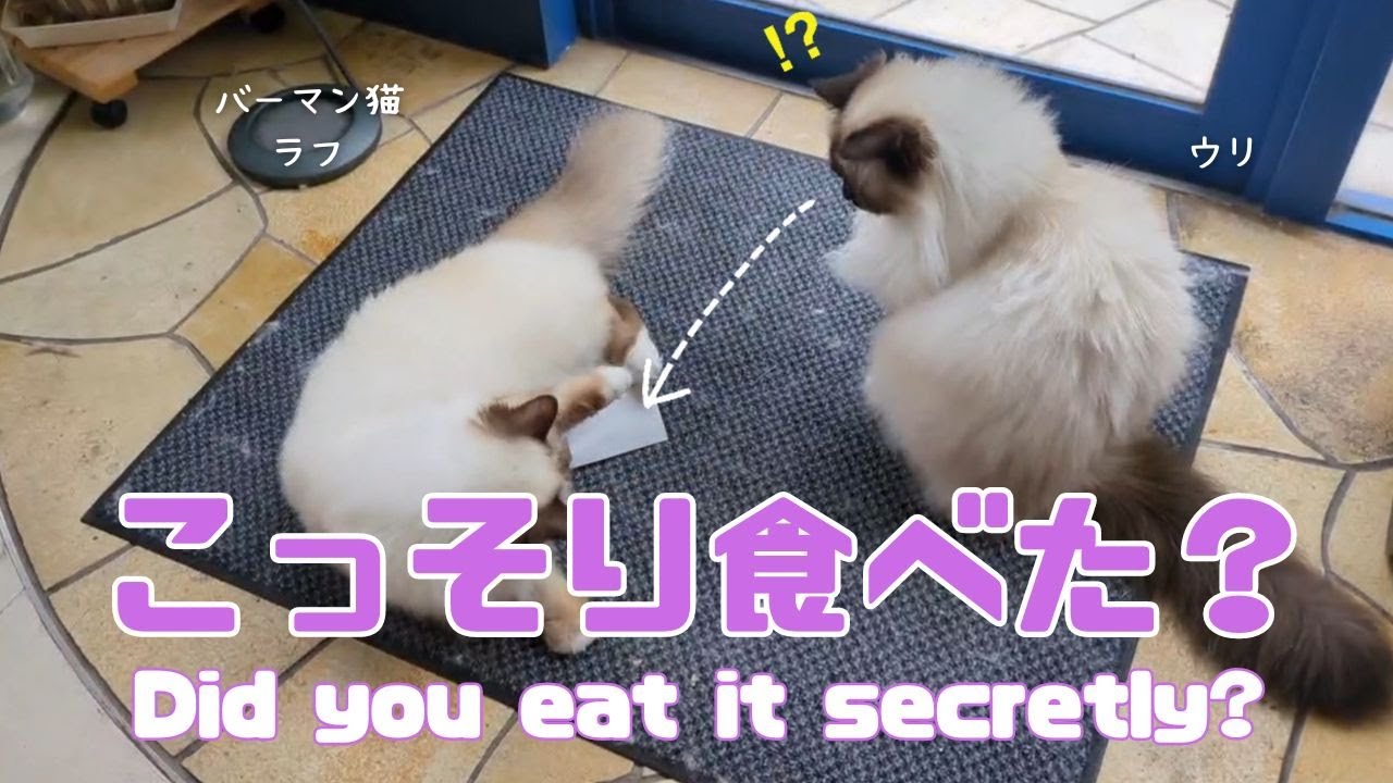 バーマン猫ラフとウリ【こっそり食べた？】Did you eat it secretly?（バーマン猫）Birman/Cat