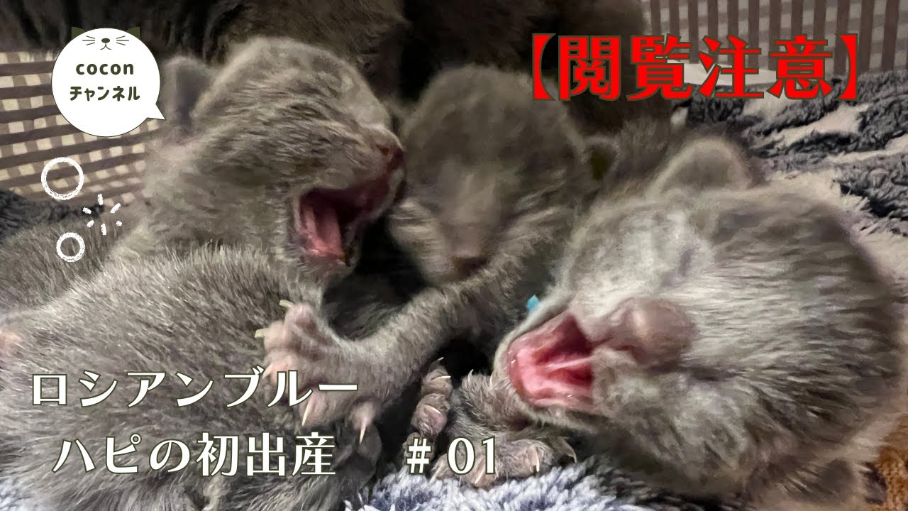 猫 出産 [閲覧注意] 感動！看板猫のロシアンブルー 初めての出産！＃01