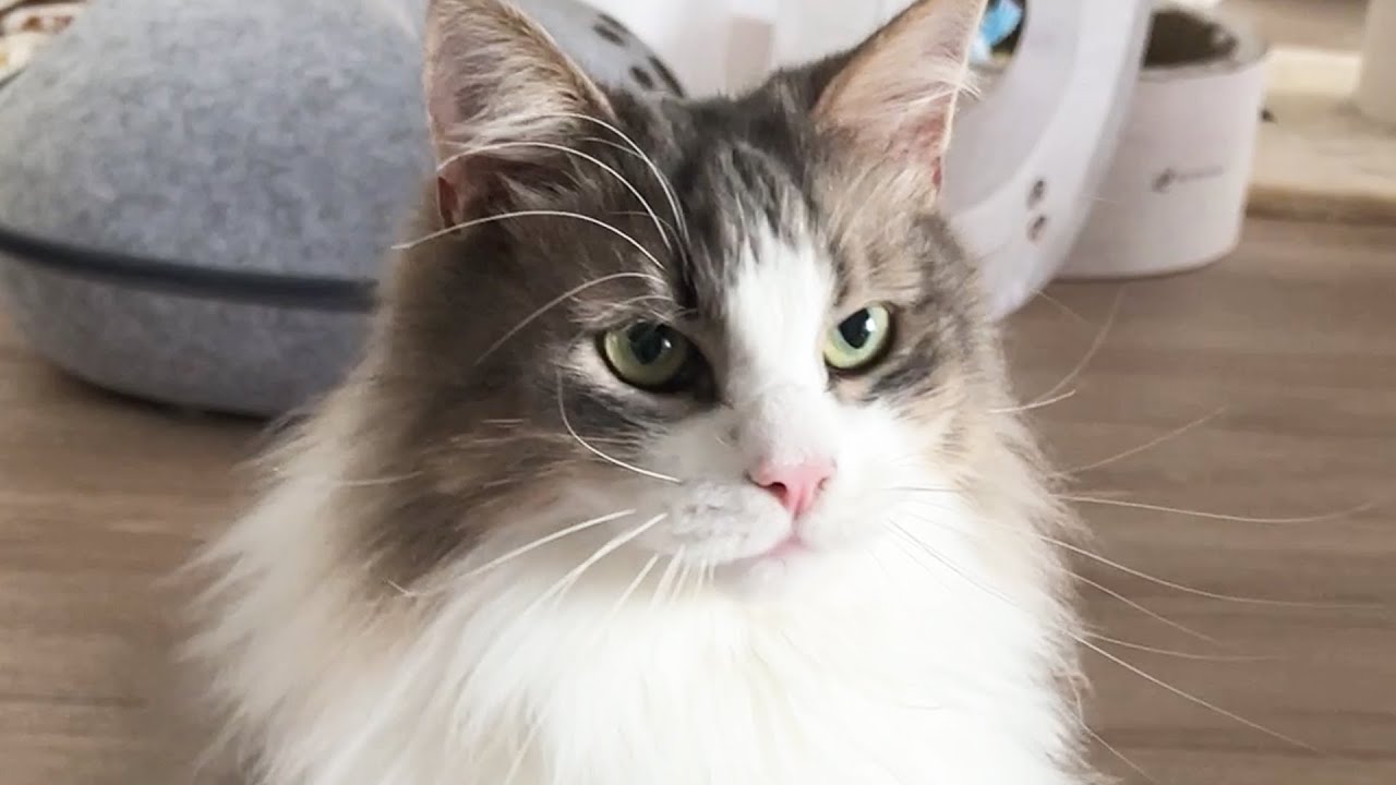 どうしてもおもちゃの紐を噛みたい猫はこちらですかっこいい ノルウェージャンフォレストキャット