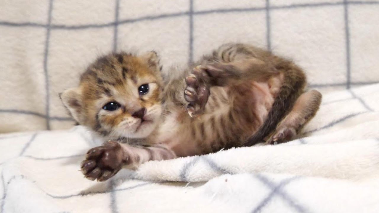 かわいいポーズで眠たくなった子猫【赤ちゃん猫　保護猫】