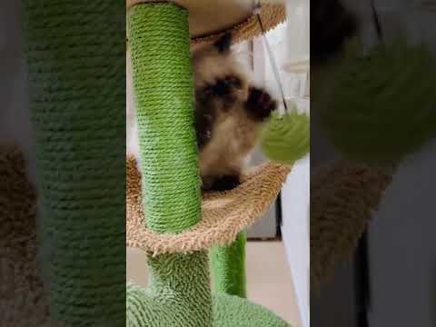 ヒマラヤン 愛嬌のある子です。　シールポイント