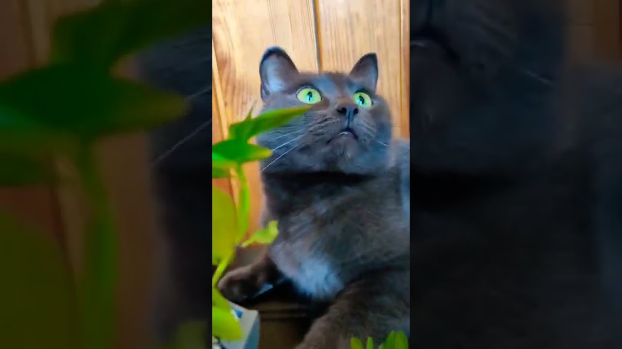 FUNNY CATS VIDEO/KORAT/CUTE CAT