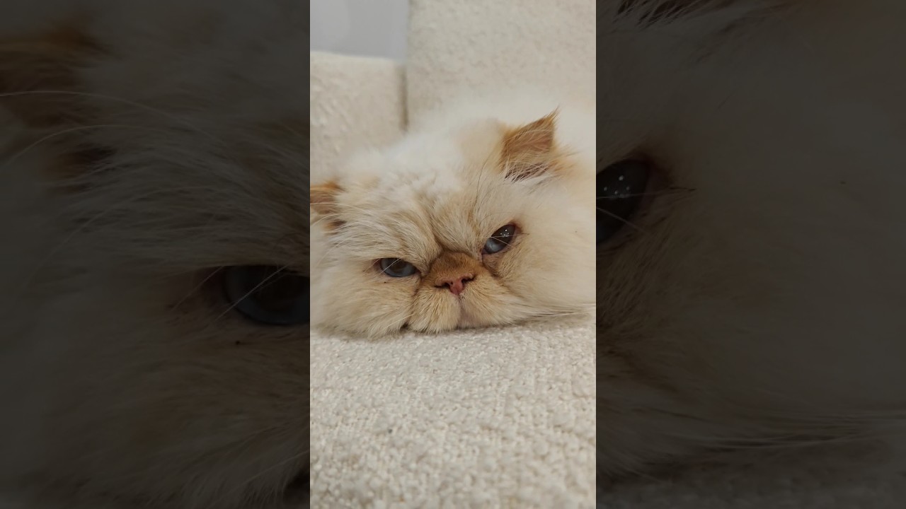 Fat Boy loves his comfy chair ❤️