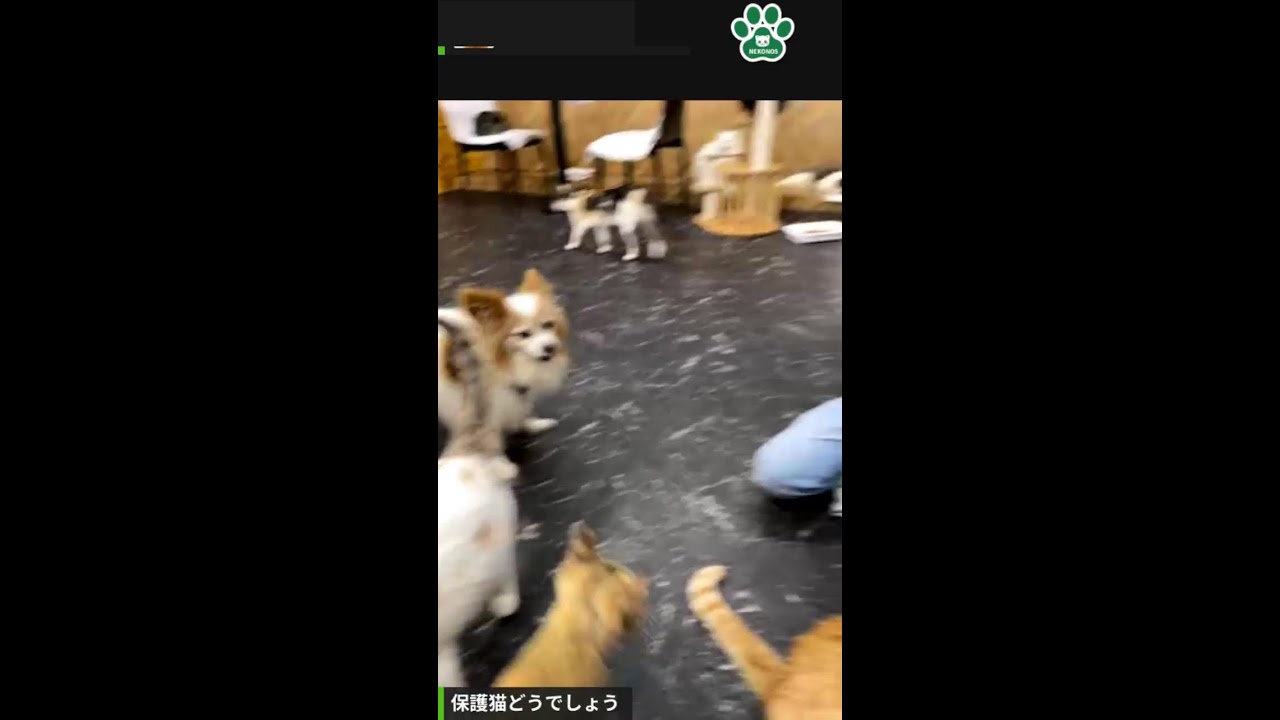 保護猫どうでしょう！真夜中の保護猫生放送
