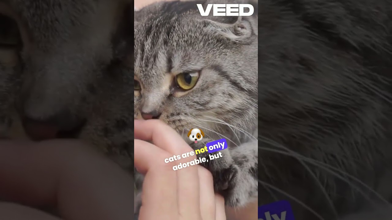 The CATS That Protect Owners Like Dogs (2024)