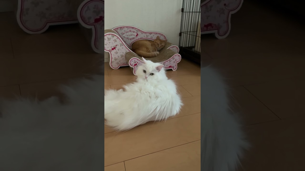 お昼寝邪魔して目で怒るななちゃん#しろねこ#shorts #cats #ラガマフィン