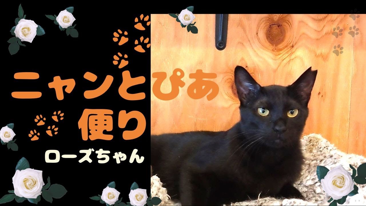 【ニャンとぴあ便り】3本足のローズちゃん20240717