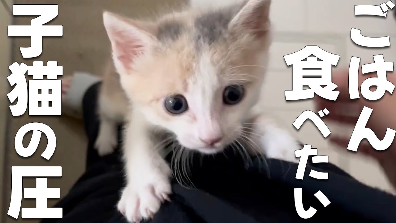子猫のごはんへの執着心がすごくて体をよじ登ってくる【保護猫・元野良猫】