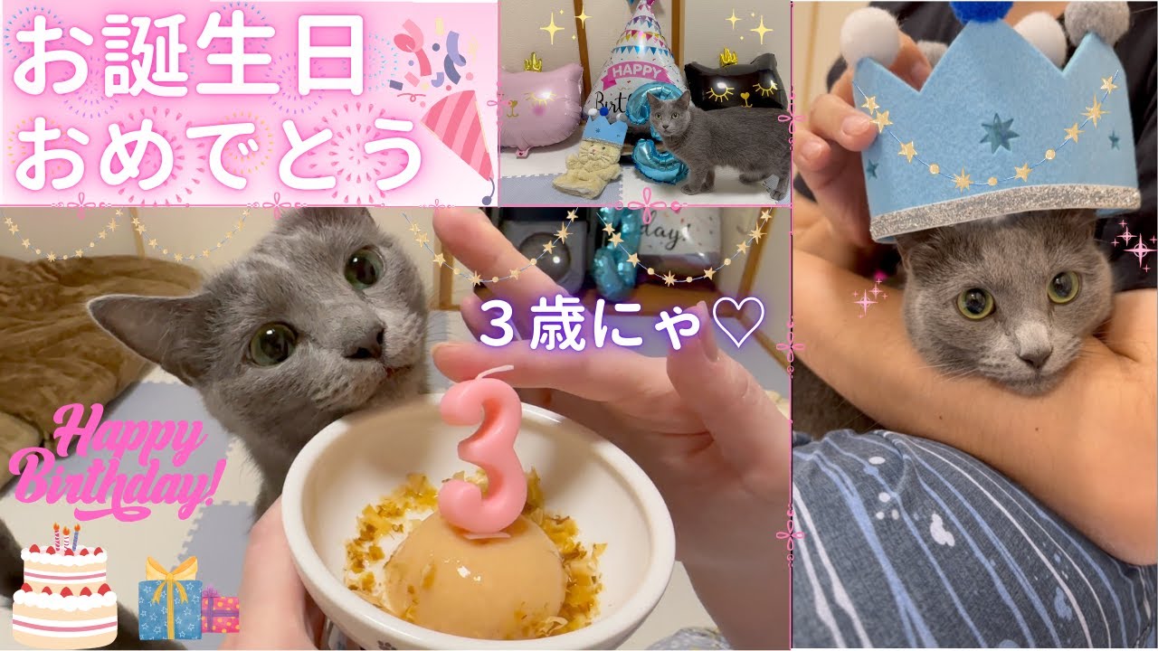 【猫ロシアンブルー】そらちゃん3歳🎂お誕生日おめでとう🎉〜2024.7.18〜