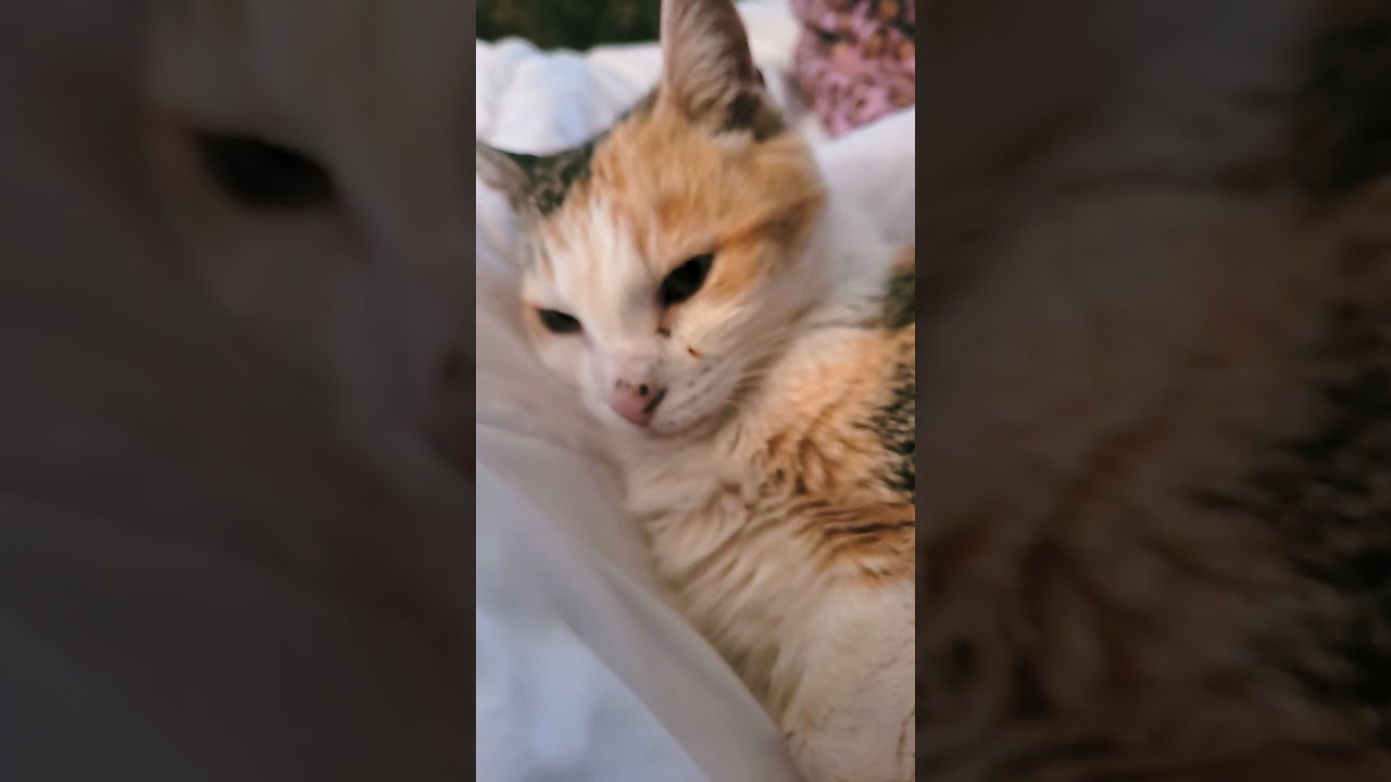 senior Manx cat #youtubeshorts #catsofinstagram #cattok #kittty #fypシ゚viral #fyppppp