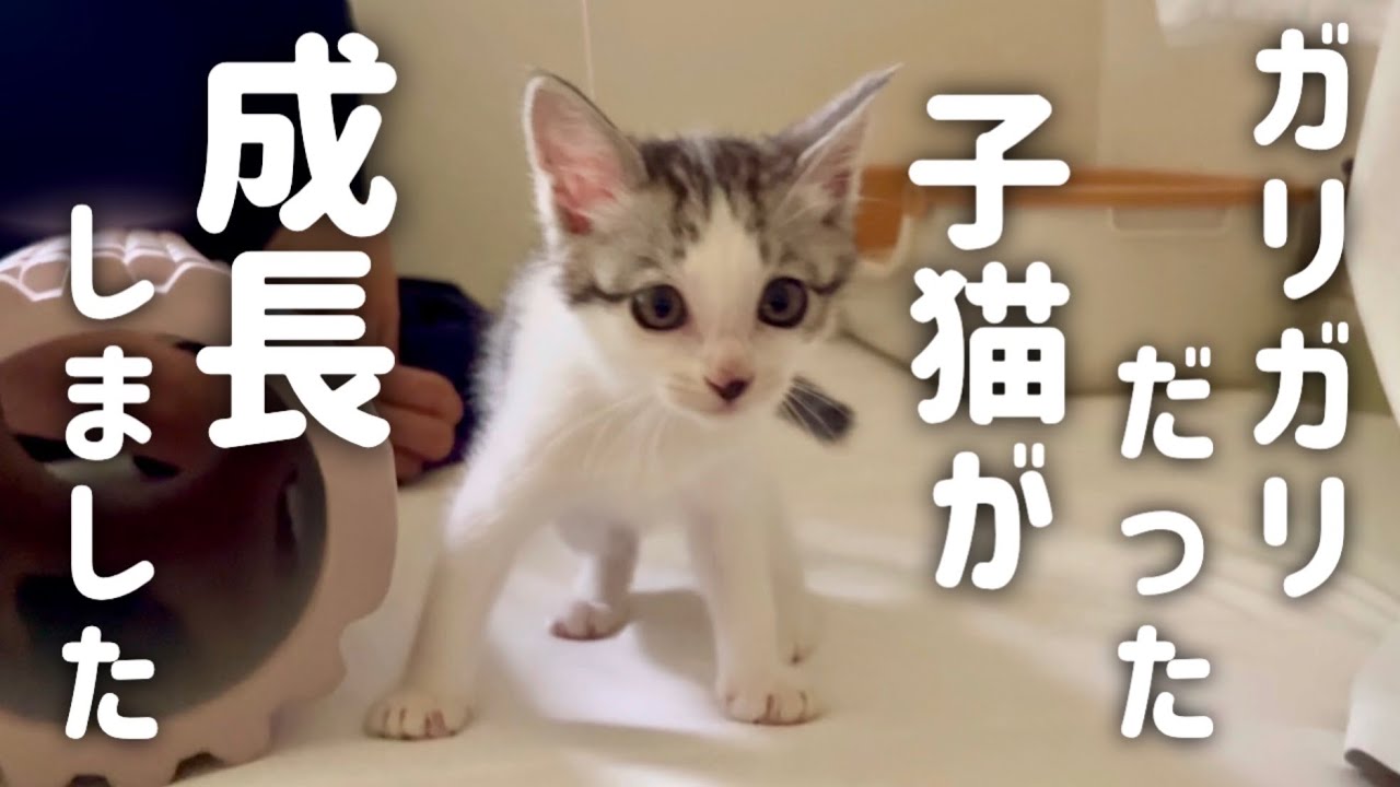 【捨て猫】ガリガリだった子猫が大きくなりました…【保護猫】