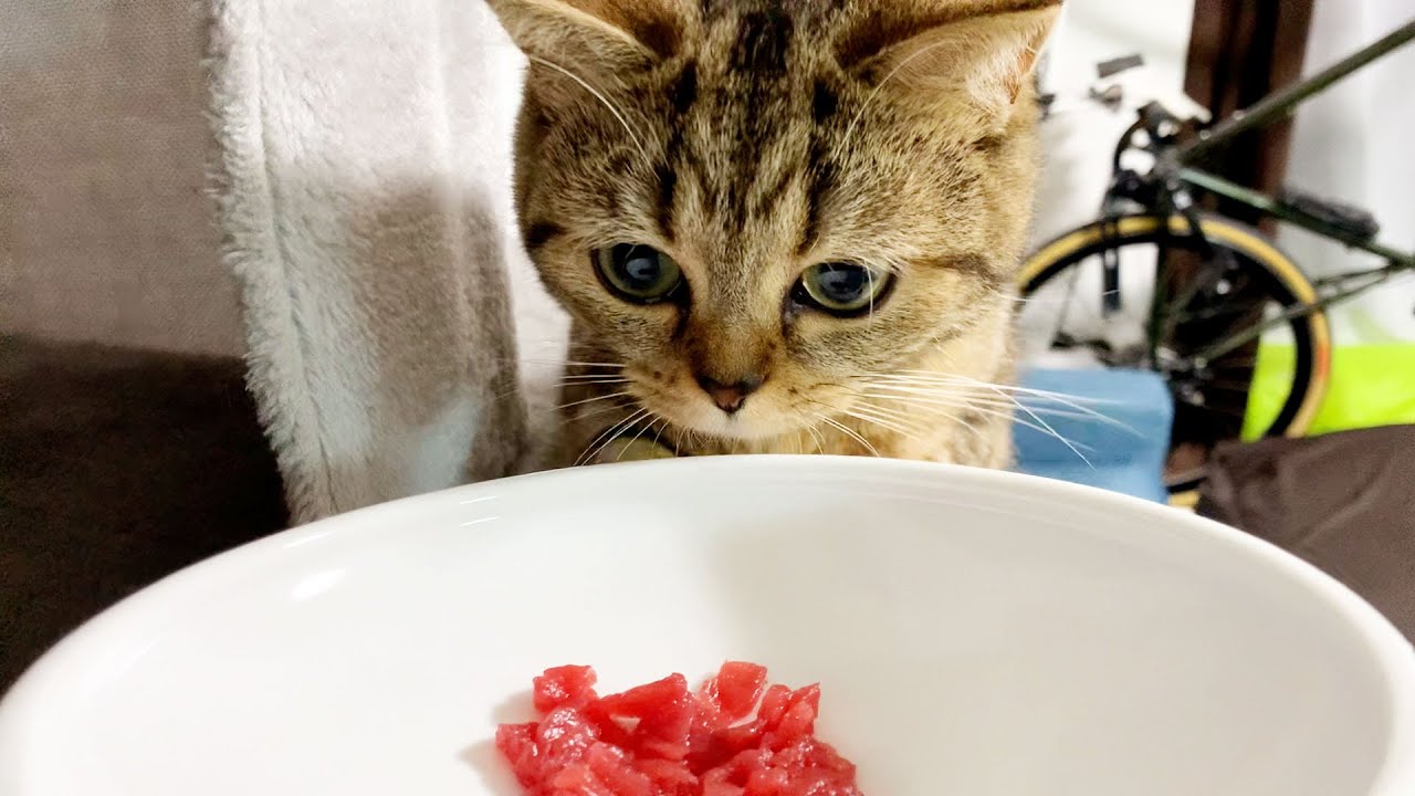 2日連続でまぐろを食べる贅沢猫がこちら！ #301【生後366日目 スコティッシュフォールド】