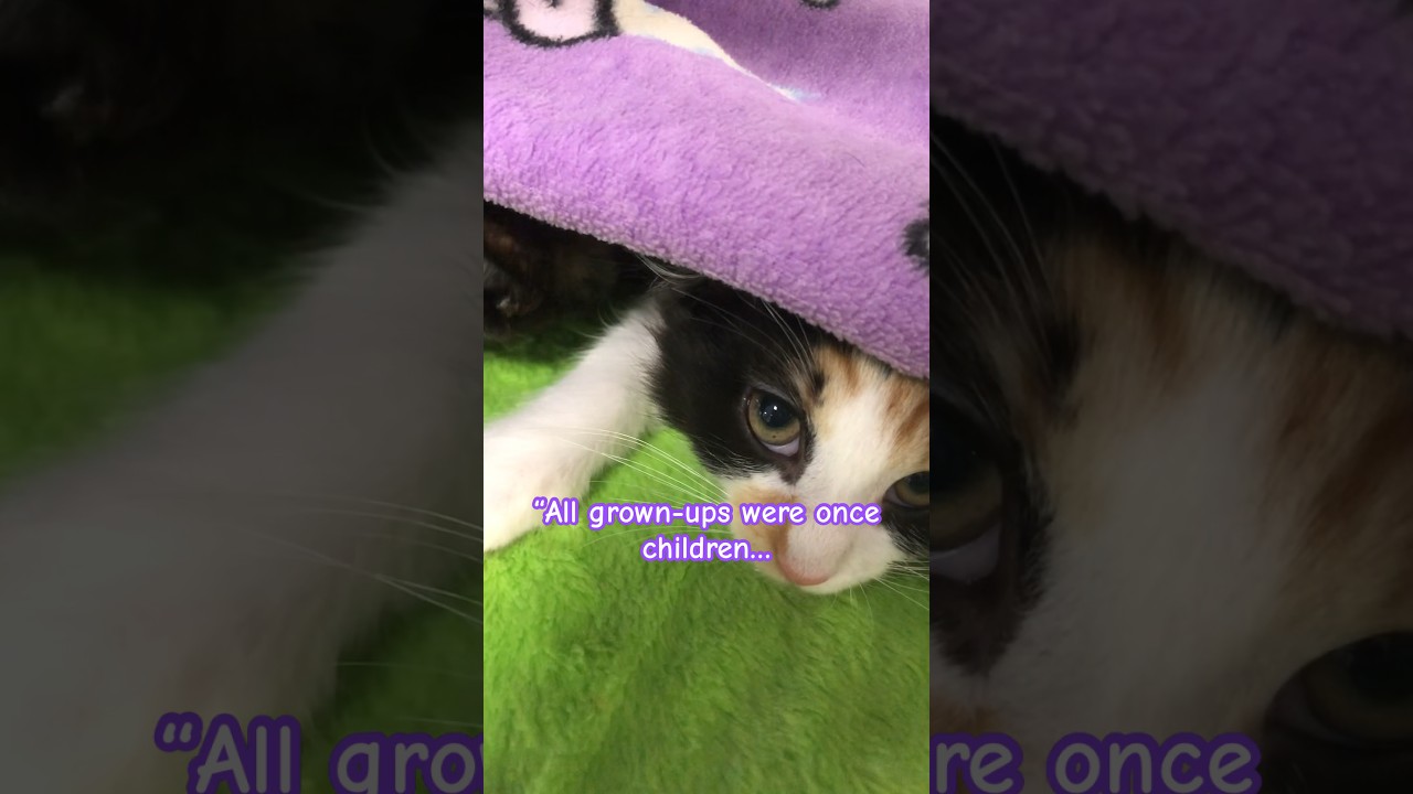 Kitty slumber party- never stop playing! #shorts #cat #play #funny #children