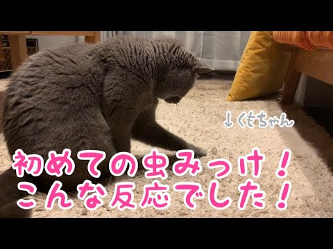 クモを見つけてしまったネコ【シャルトリュー/Chartreux cat】